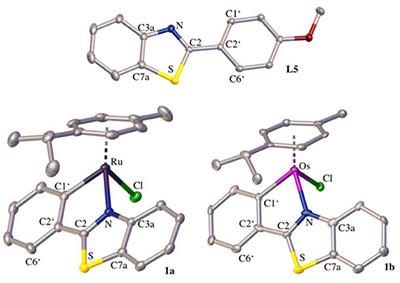 Investigations on the Anticancer Potential of Benzothiazole-Based Metallacycles